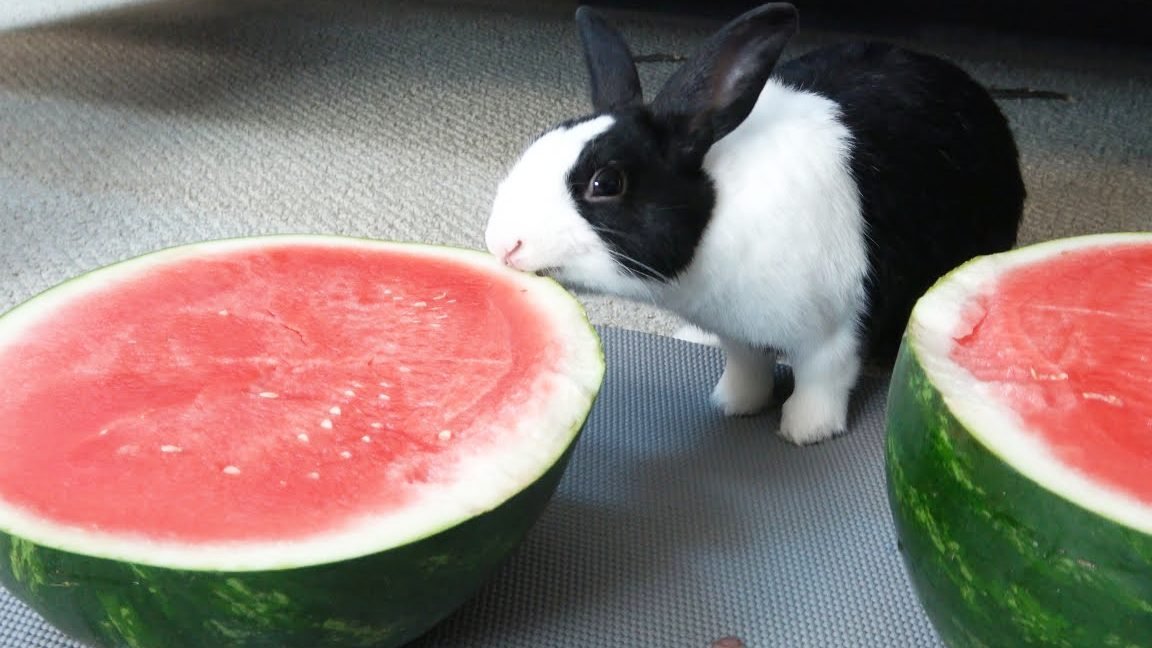 Can Rabbits Eat Watermelon_ Best Information