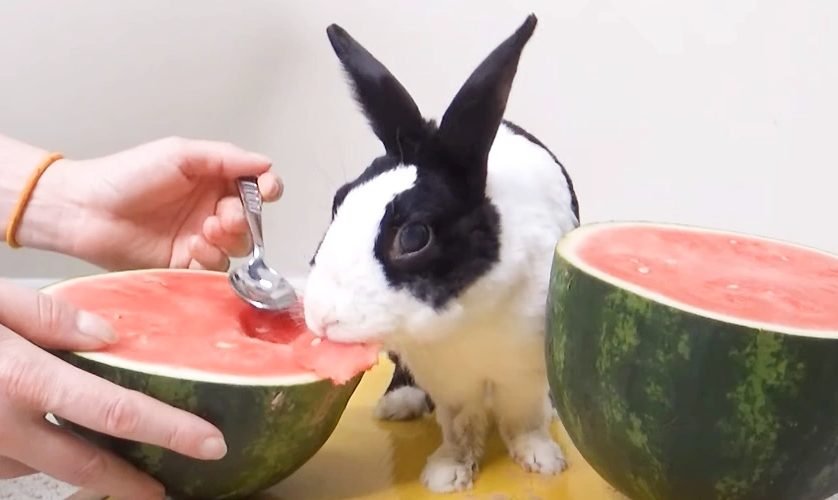 Can Rabbits Eat Watermelon?