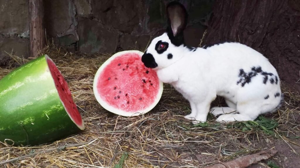 Can Rabbits Eat Watermelon Peel?